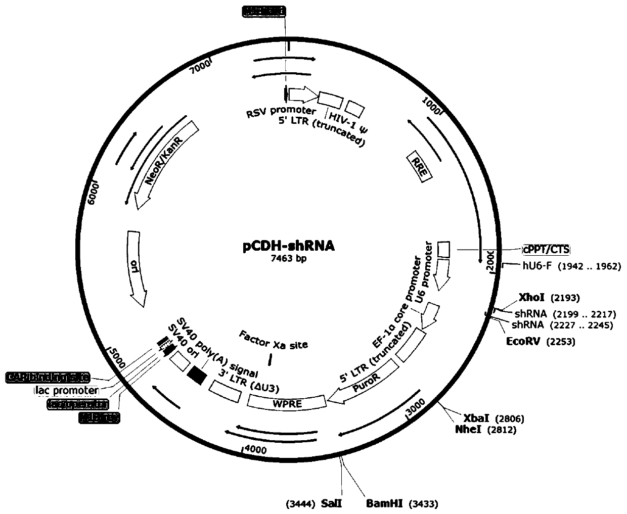 ShRNA of CXCR4 gene and application of shRNA