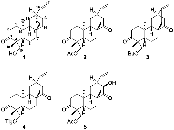 Five ent-atisane type diterpenoid compounds derived from euphorbia antiquorum and preparation method and application of ent-atisane type diterpenoid compounds