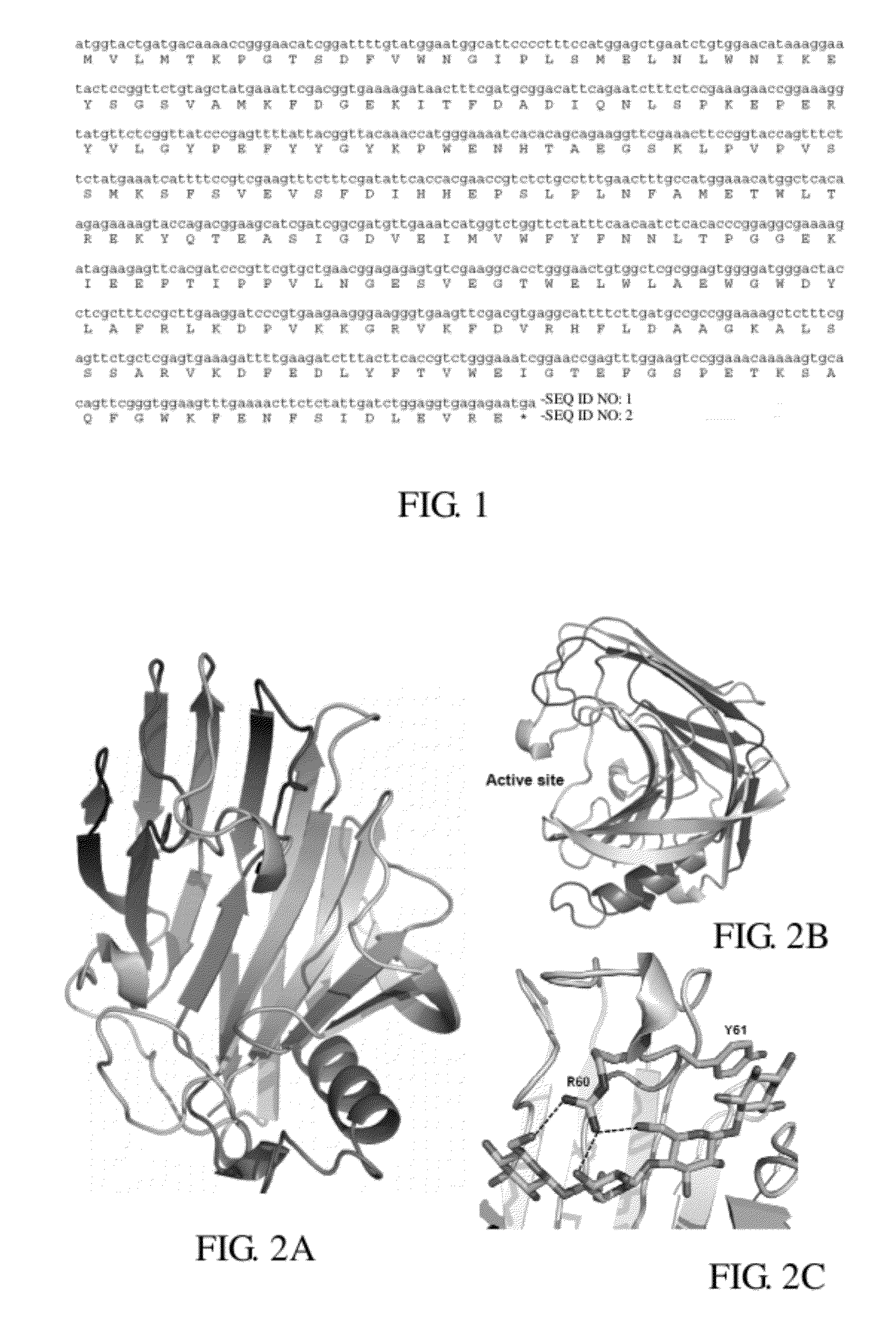 Thermostable cellulase having increased enzyme activity