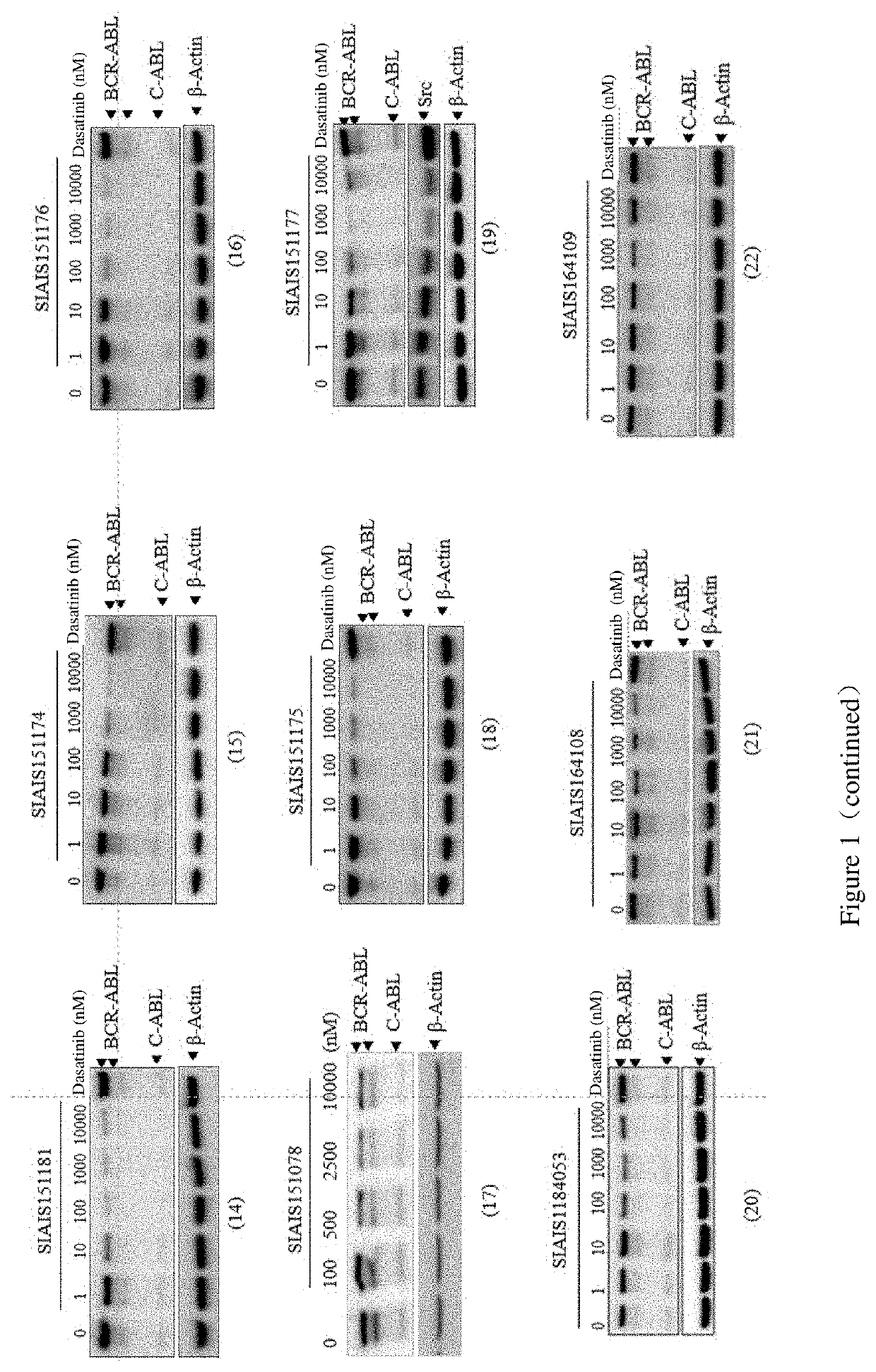 Compounds targeting and degrading bcr-abl protein and its antitumor application