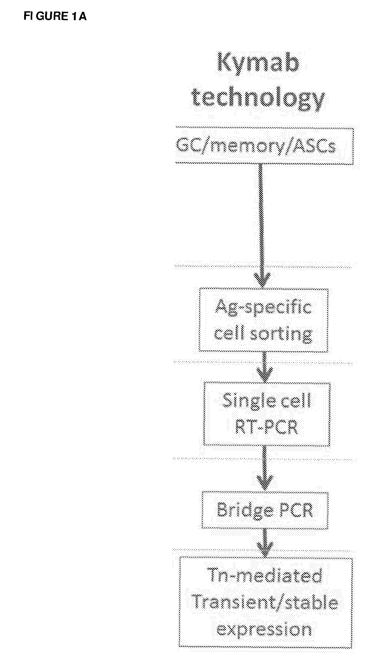 Expression vector production and high-throughput cell screening