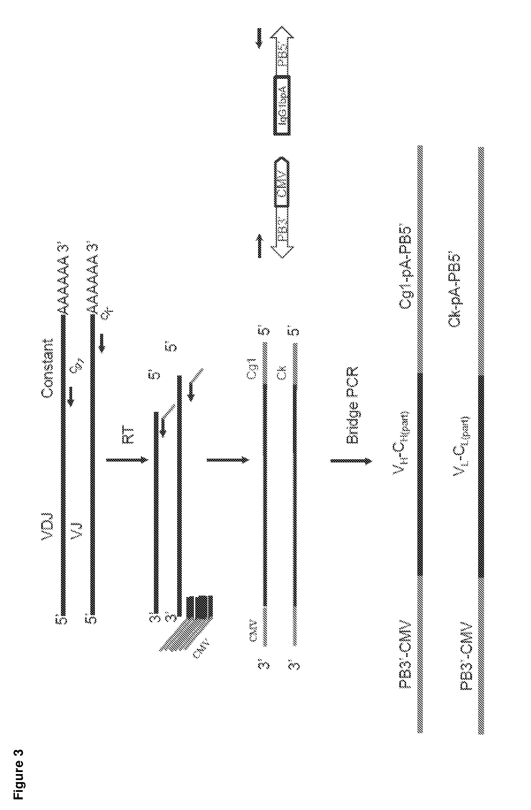 Expression vector production and high-throughput cell screening