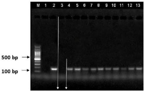 A kit and extraction method for extracting trace dna