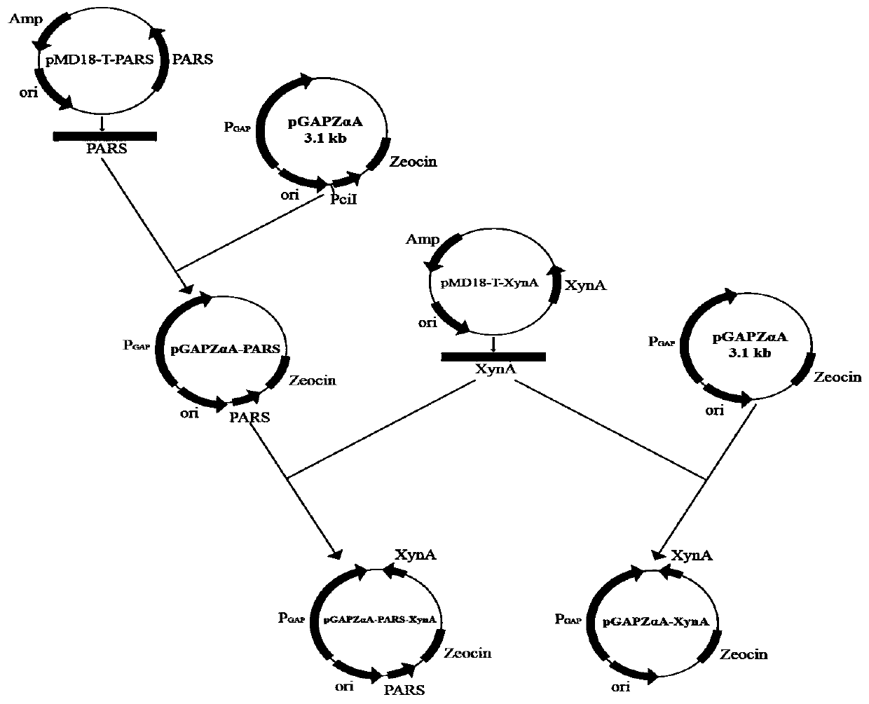 A recombinant strain of Pichia pastoris expressing xylanase derived from streptomyces sp.FA1