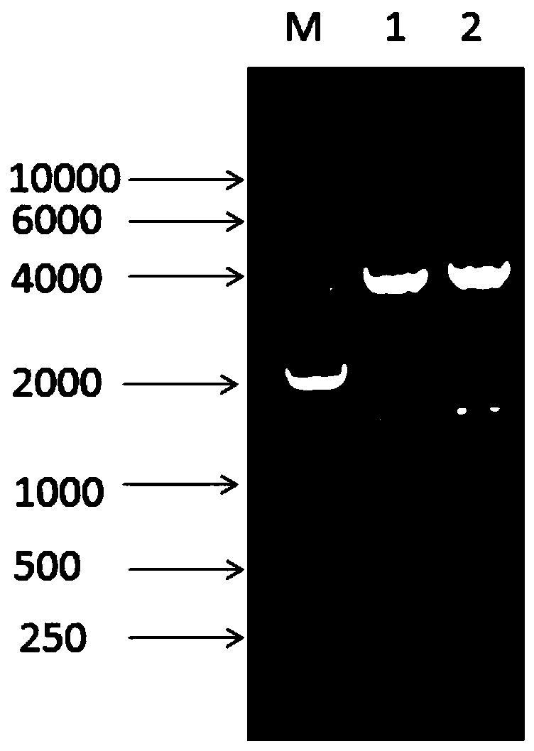 A recombinant strain of Pichia pastoris expressing xylanase derived from streptomyces sp.FA1