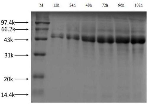 A recombinant strain of Pichia pastoris expressing xylanase derived from streptomyces sp.FA1