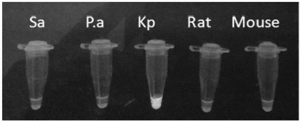 LAMP (loop-mediated isothermal amplification) primers, kit and method for detecting murine klebsiella pneumoniae