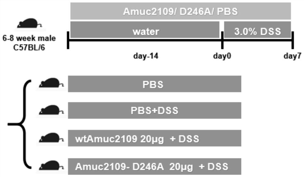 Akecmann acetyl hexosidase Amuc_2109 protein prepared by genetic engineering and preparation method and application thereof