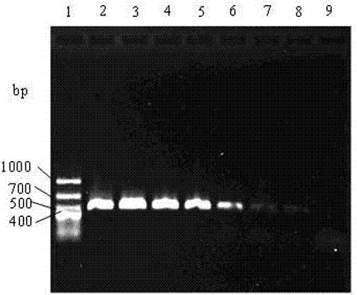 Molecular detection primer for sweet potato black rot germs and application of molecular detection primer
