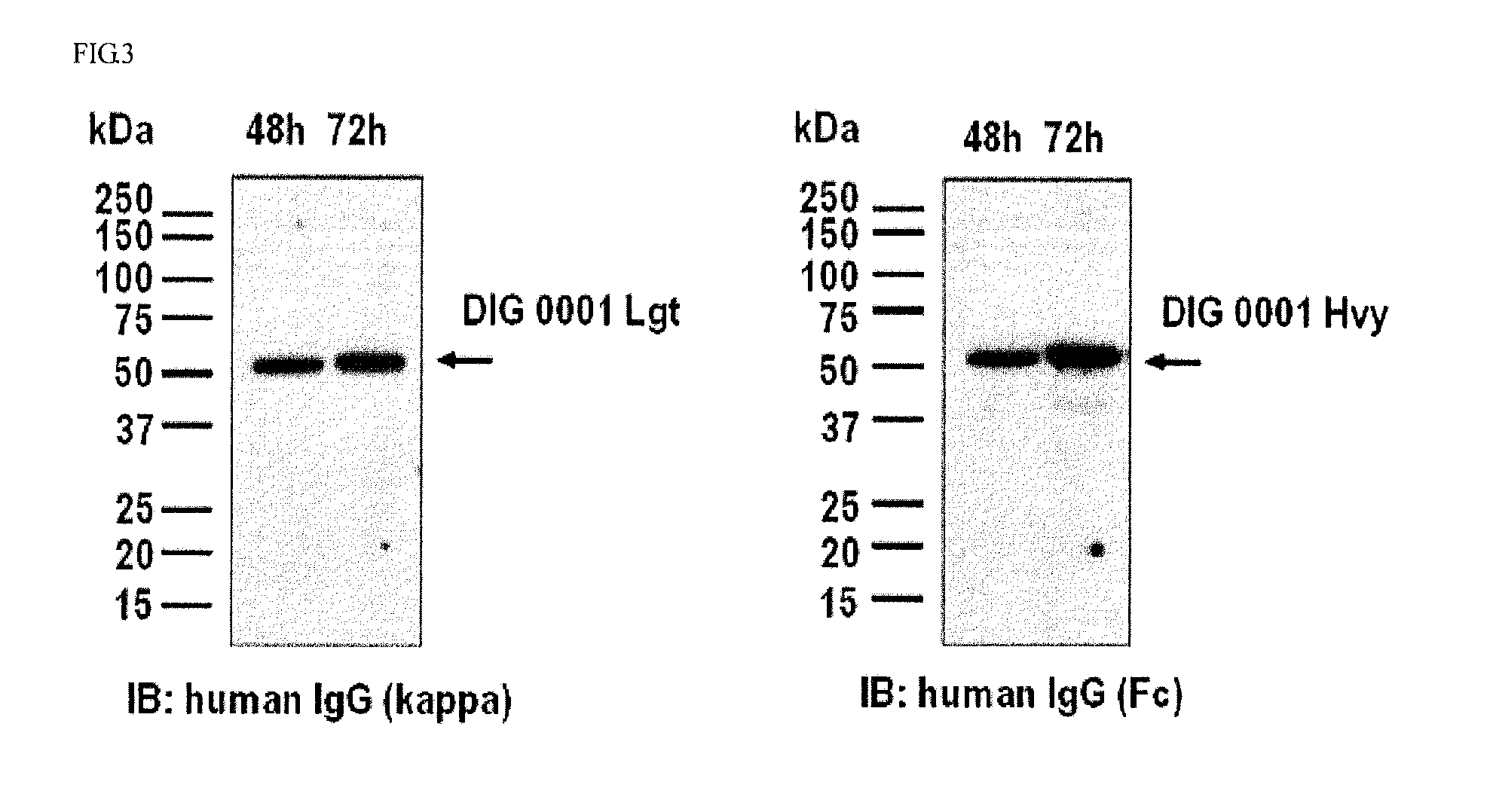 Dual targeting antibody of novel form, and use thereof