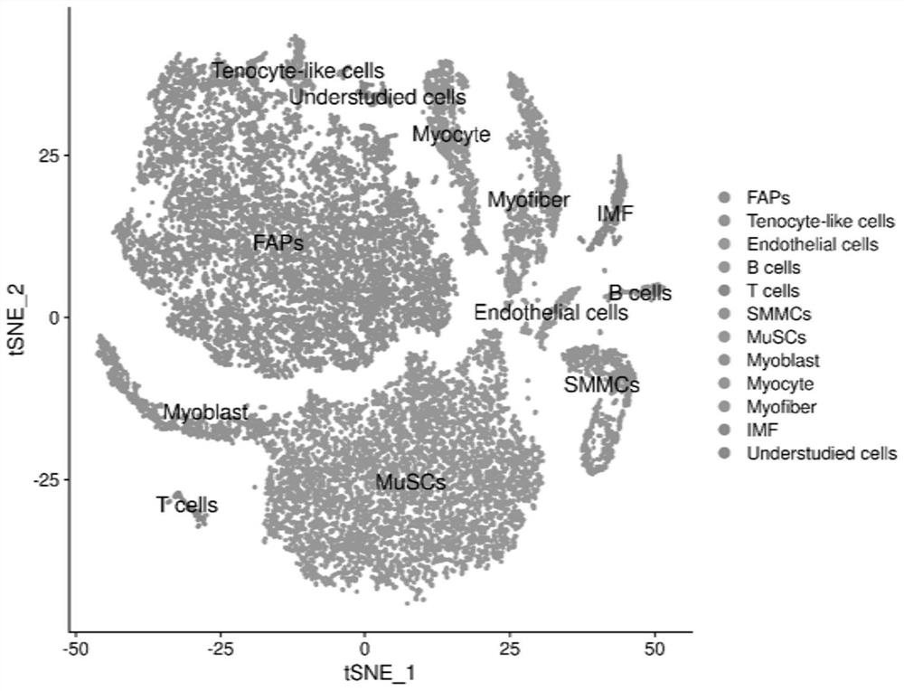 Molecular marker related to porcine intermuscular fat and application of molecular marker