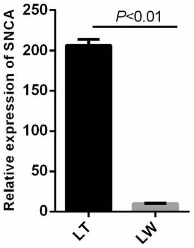 Molecular marker related to porcine intermuscular fat and application of molecular marker