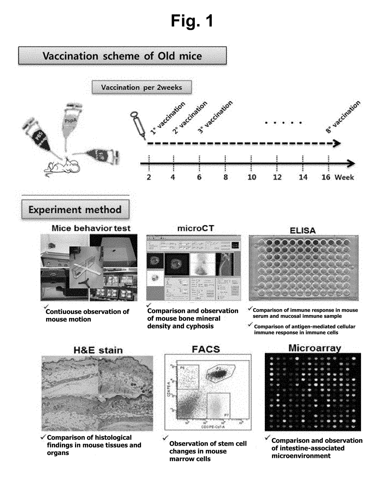 Method for inhibiting, improving, or preventing aging using recombinant fusion protein of pathogenic antigen protein and flagellin of vibrio vulnificus