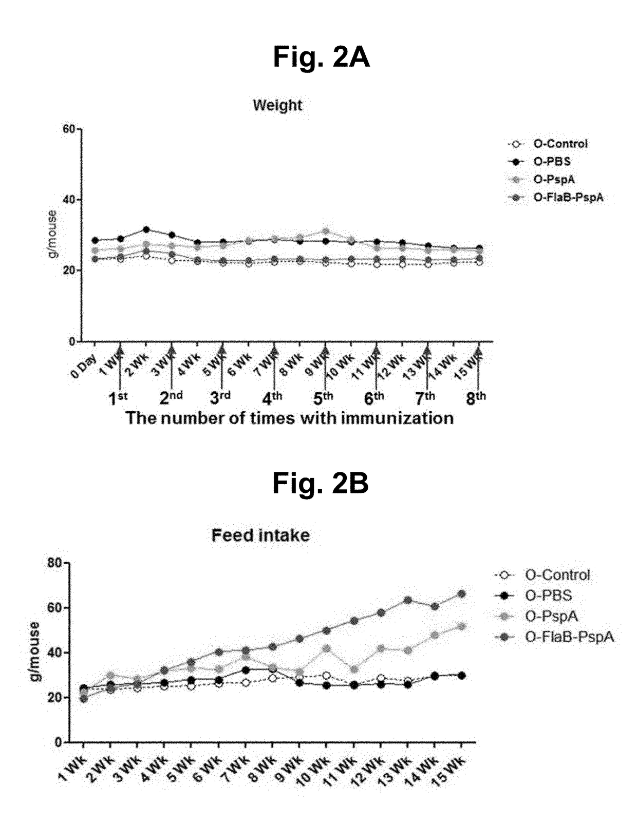 Method for inhibiting, improving, or preventing aging using recombinant fusion protein of pathogenic antigen protein and flagellin of vibrio vulnificus