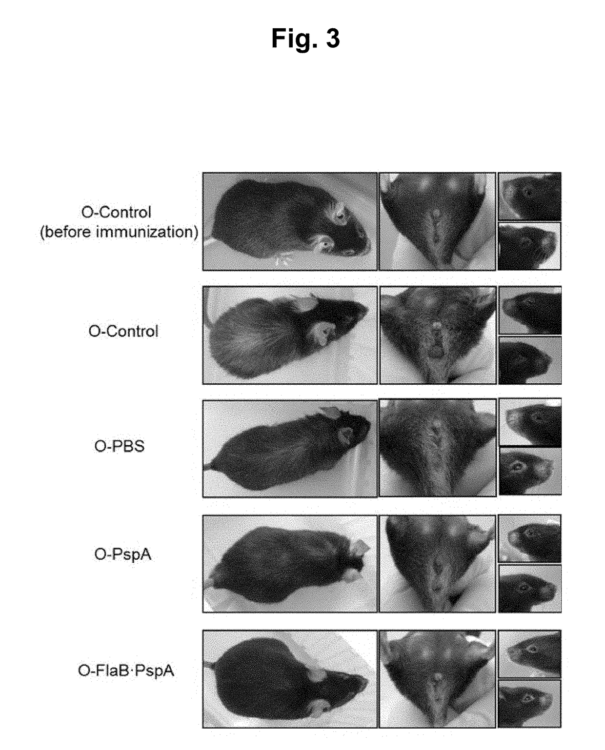 Method for inhibiting, improving, or preventing aging using recombinant fusion protein of pathogenic antigen protein and flagellin of vibrio vulnificus