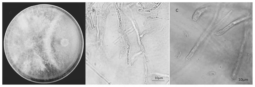 Chaetomium subaffine, application and screening method