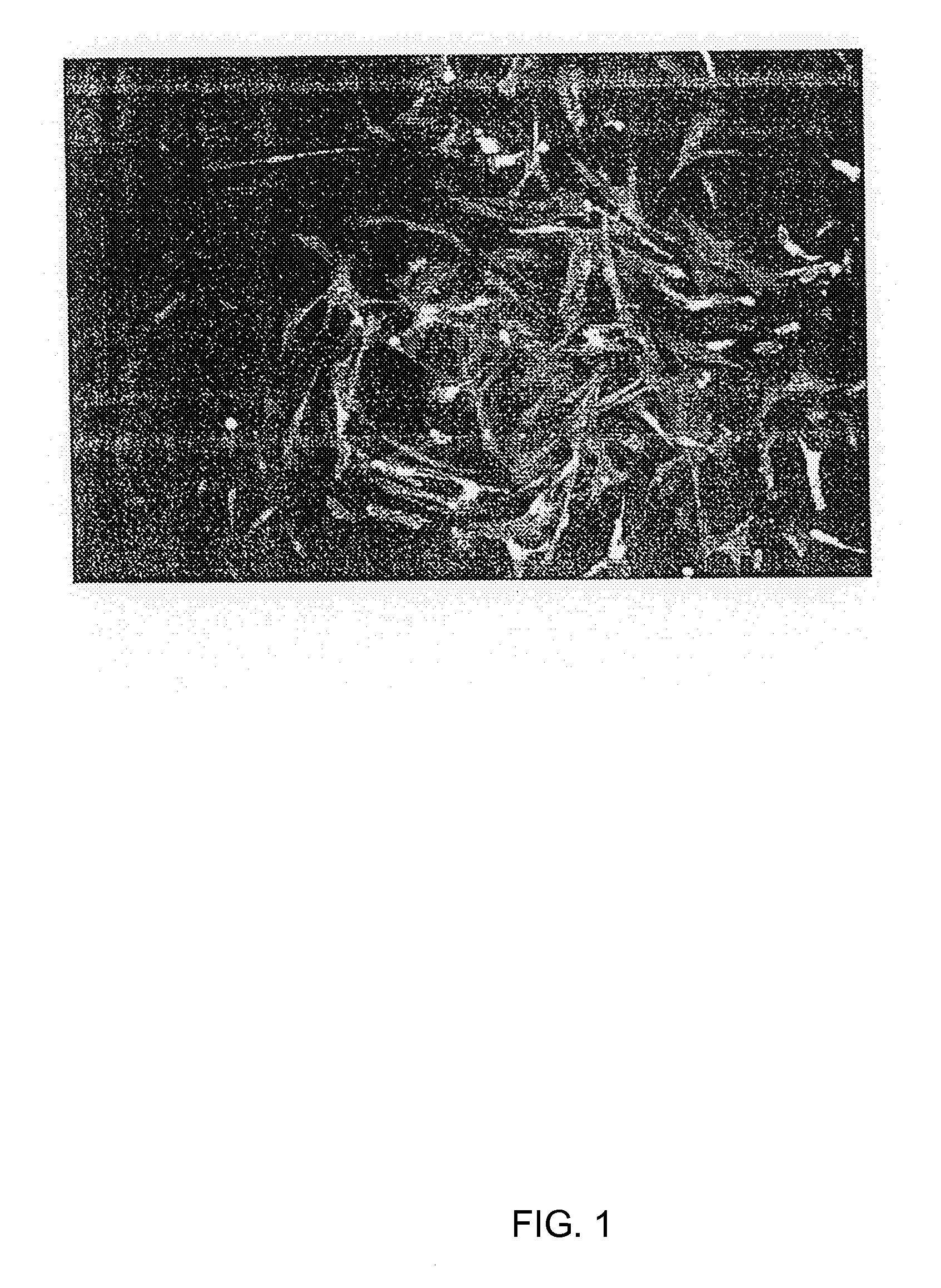 Gfp-transfected clon pig, gt knock-out clon pig and methods for productions thereof