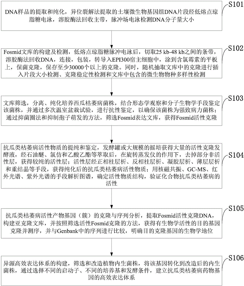 Method for screening and identifying melon fusarium wilt resisting activity product in Fosmid library
