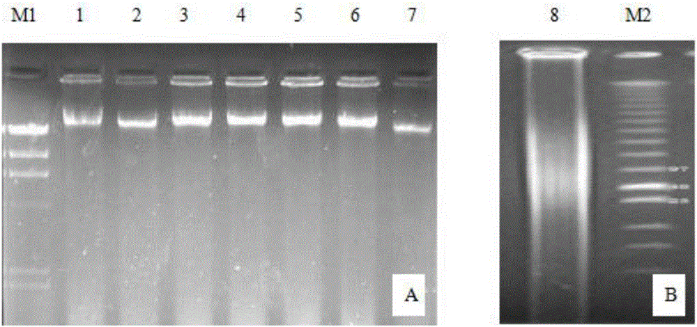 Method for screening and identifying melon fusarium wilt resisting activity product in Fosmid library