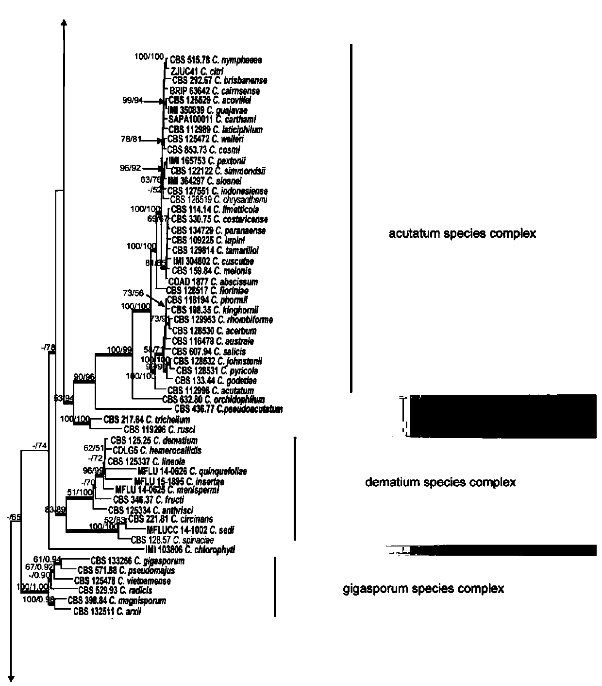 Polygenic lineage screening method of colletotrichum lindemuthianum