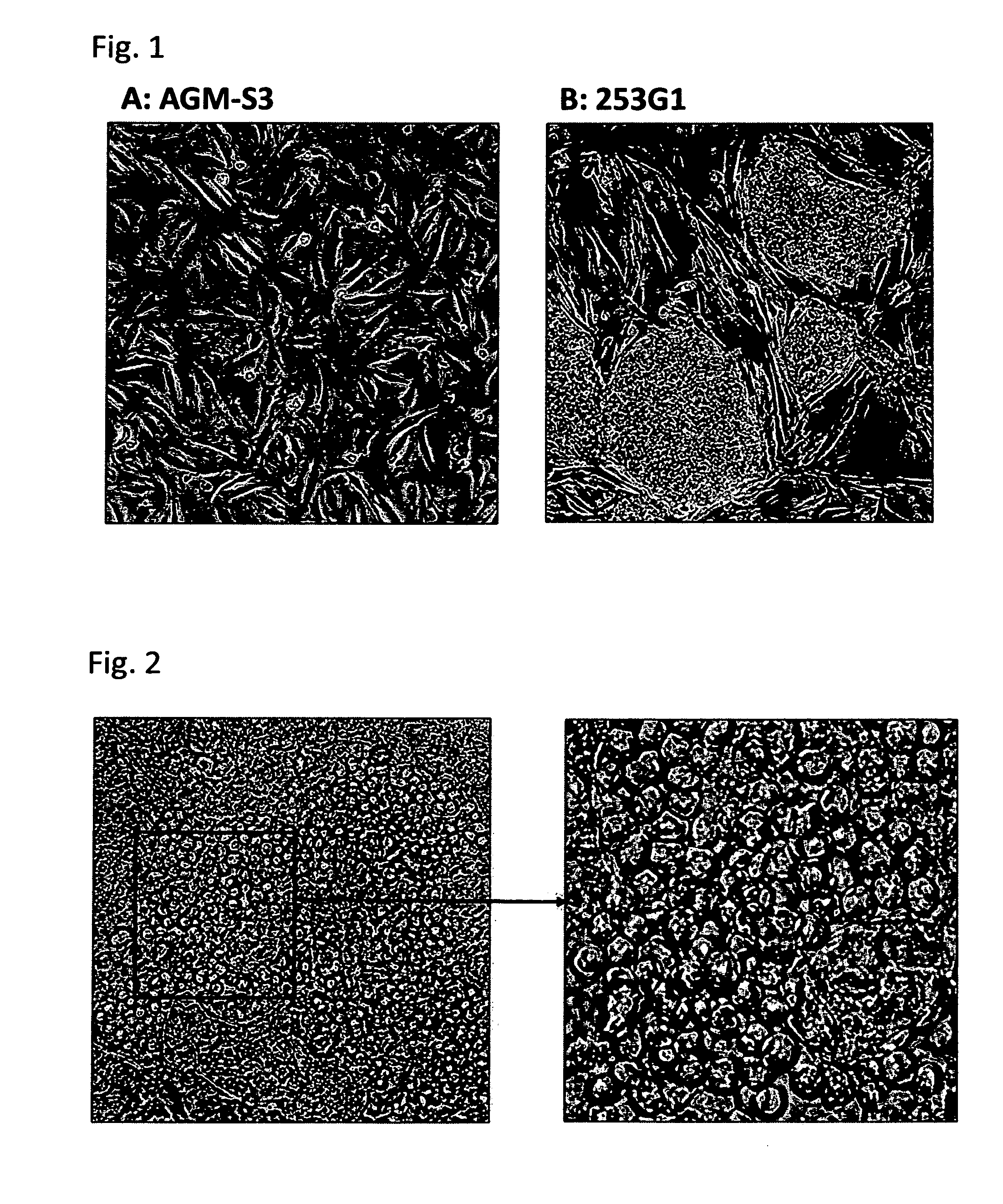 Method for producing mast cells from pluripotent stem cells