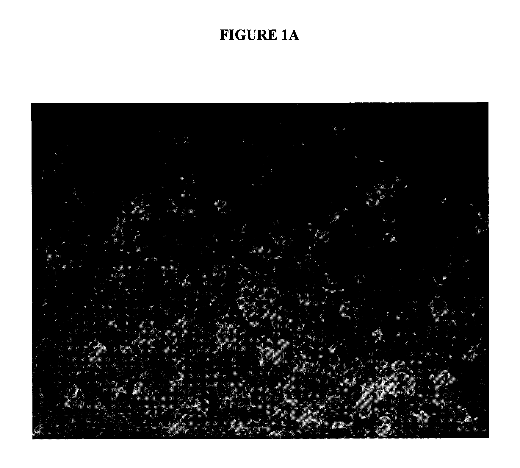 Polynucleotides and Uses Thereof
