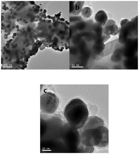 Preparation of a gold magnetic nanoparticle and its combination with surface-enhanced Raman spectroscopy for rapid detection of tetrodotoxin