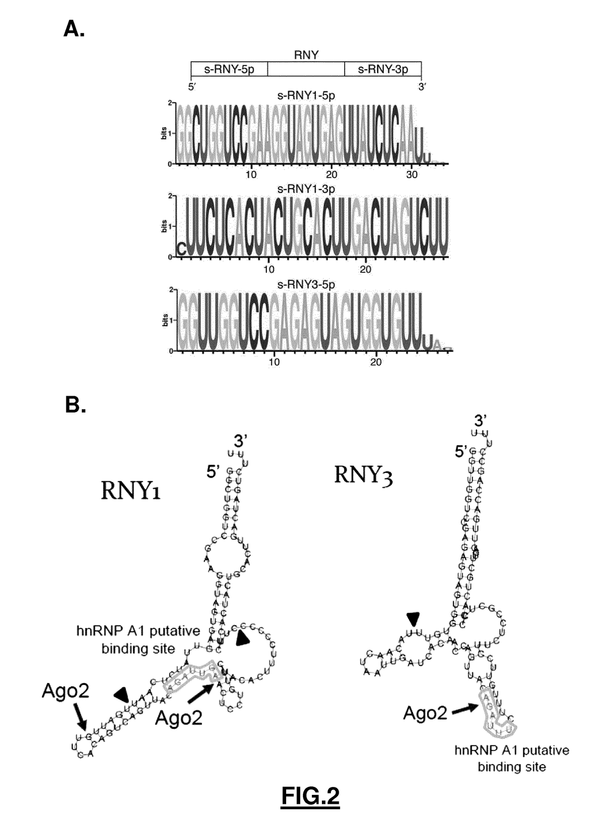 RNY-derived small RNAs as biomarkers for atherosclerosis-related disorders
