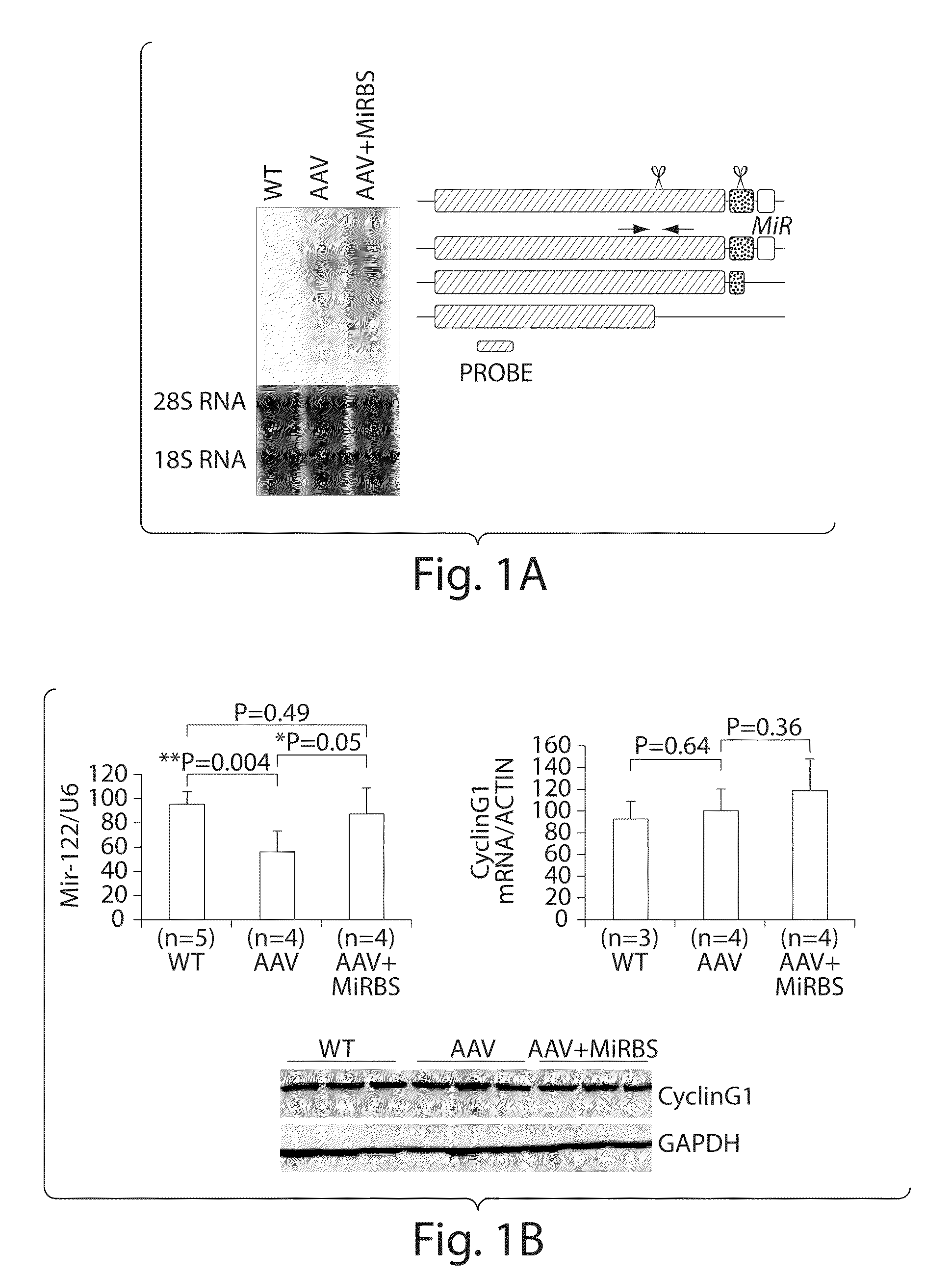 Isolation of novel AAV'S and uses thereof