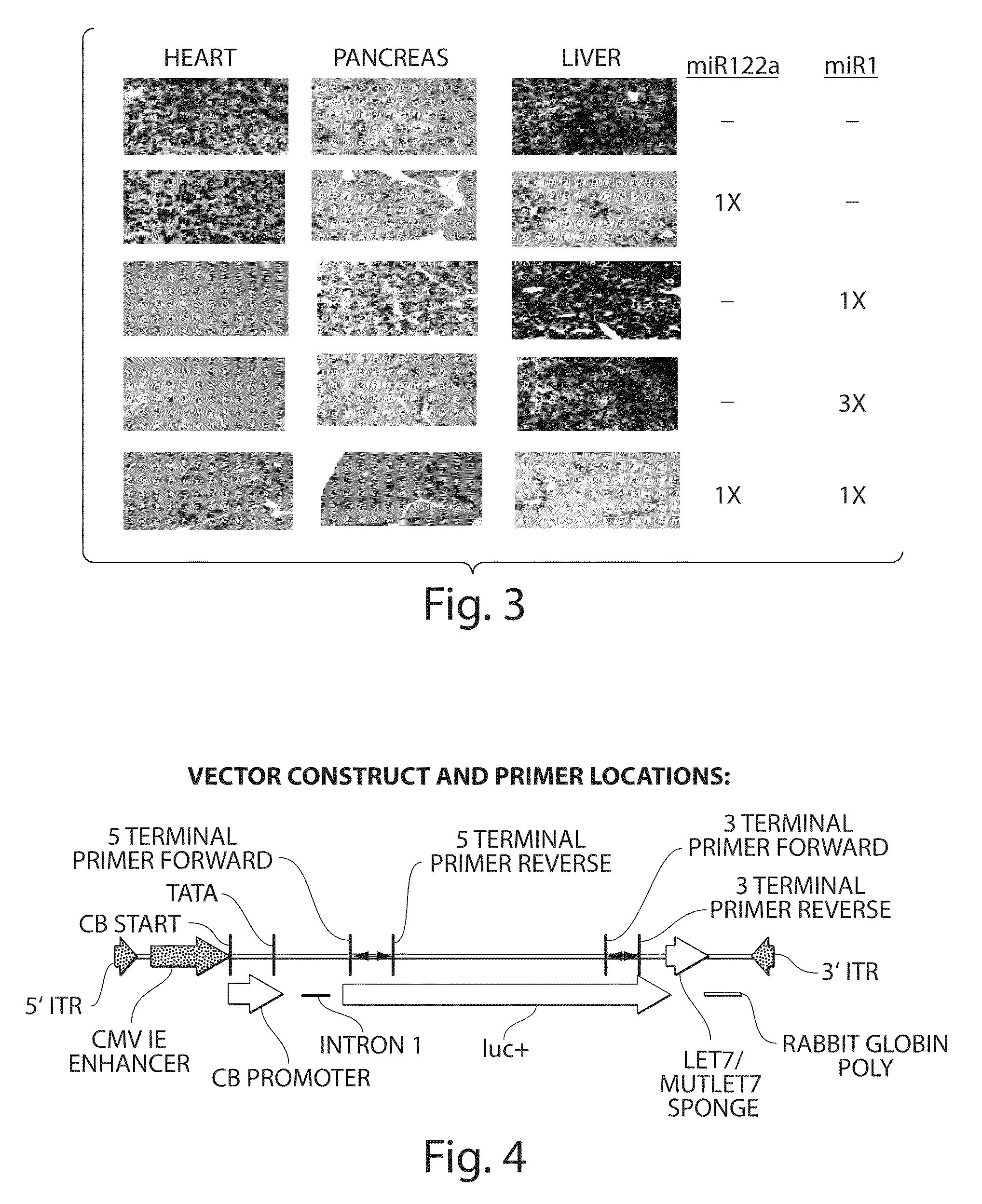 Isolation of novel AAV'S and uses thereof