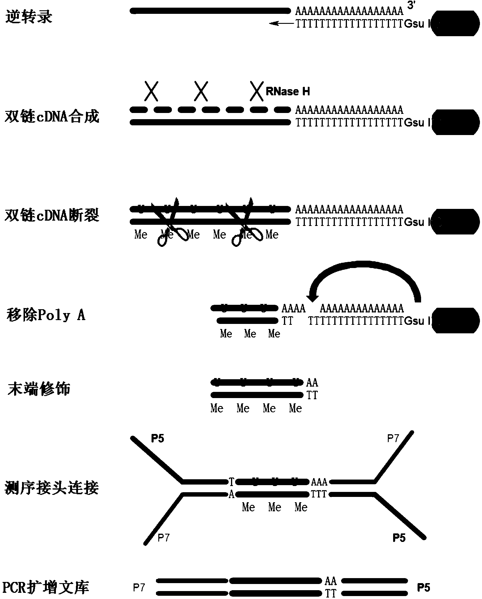 Method for analyzing APA (Alternative Polyadenylation) based on 3T-seq (TT-mRNA Terminal Sequencing) within whole-genome range