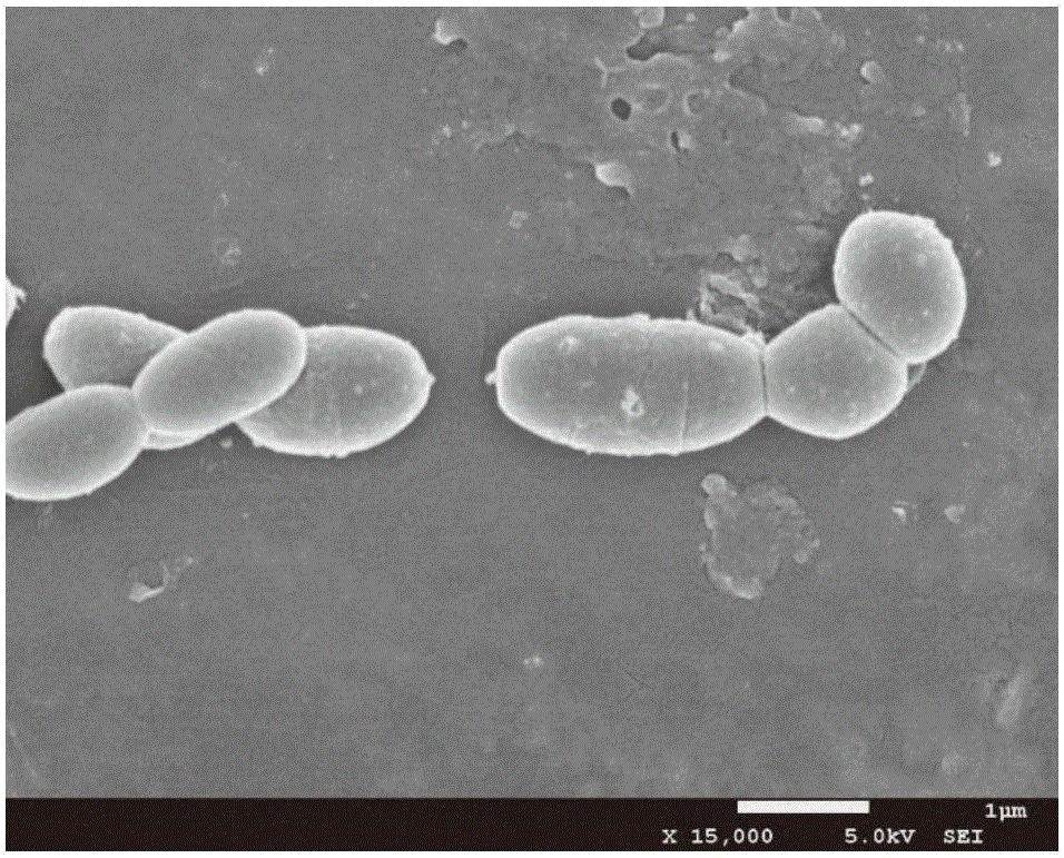 Rumen bacteria and application thereof