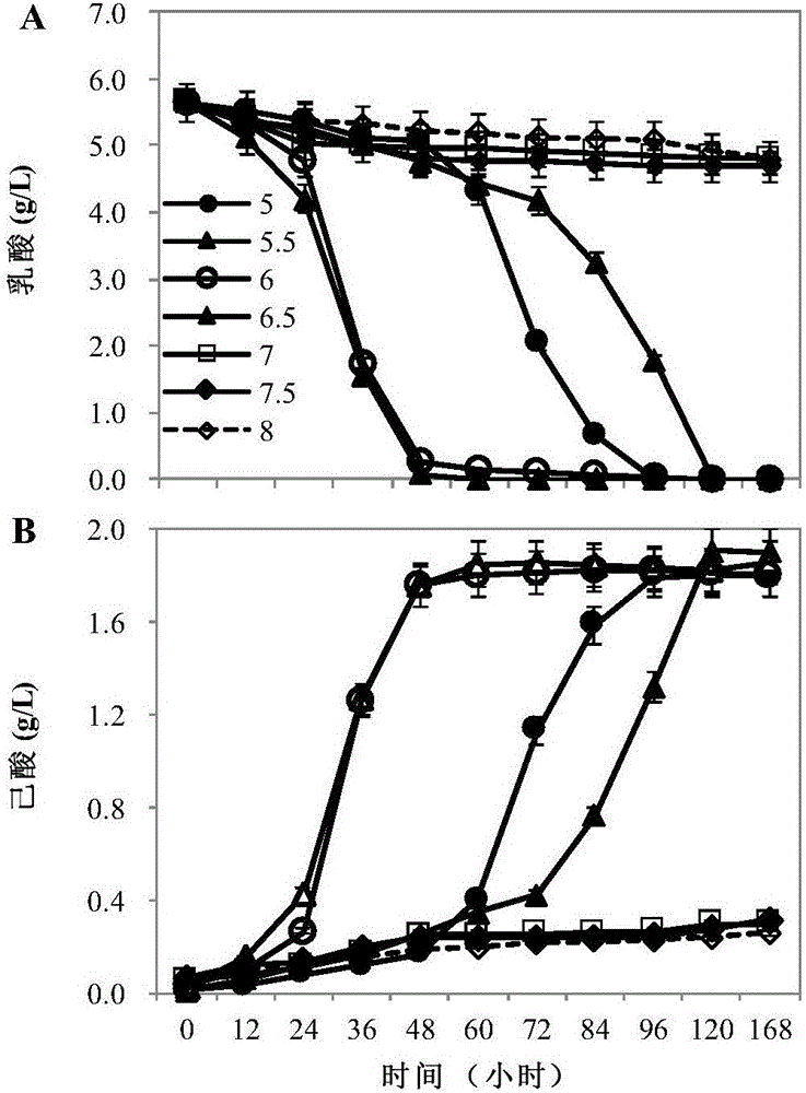 Rumen bacteria and application thereof