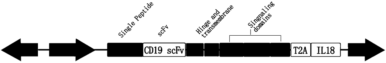 Construction of CAR-T cell for co-expressing IL18 through non-viral carrier and application of CAR-T cell