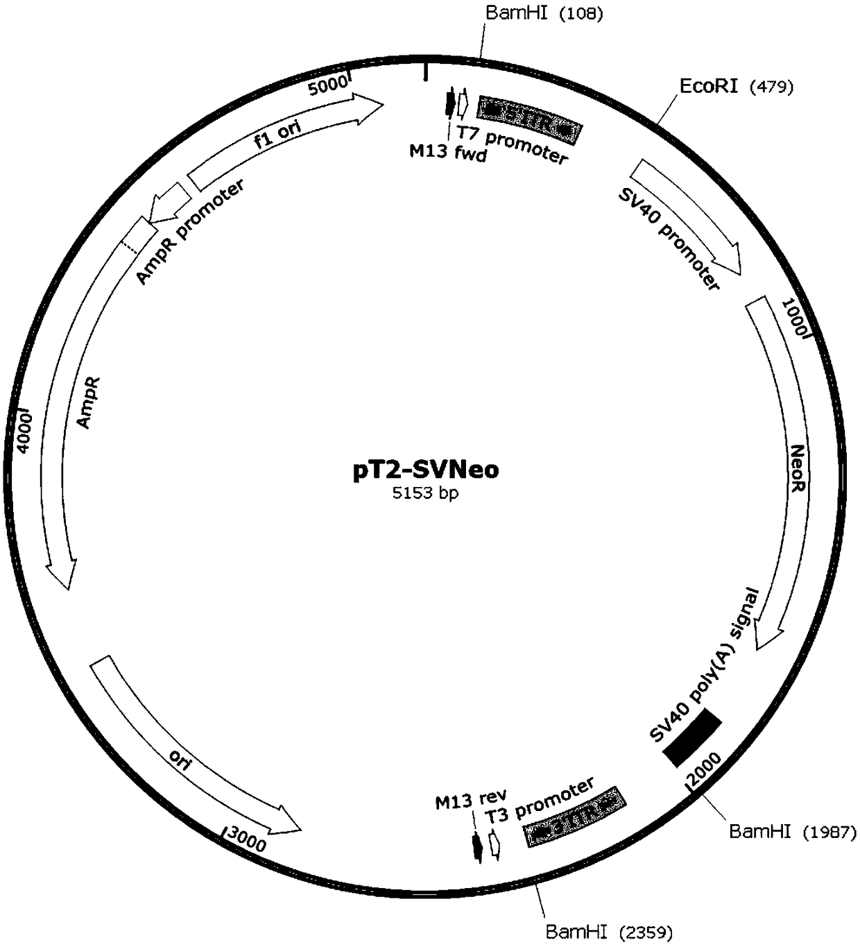 Construction of CAR-T cell for co-expressing IL18 through non-viral carrier and application of CAR-T cell