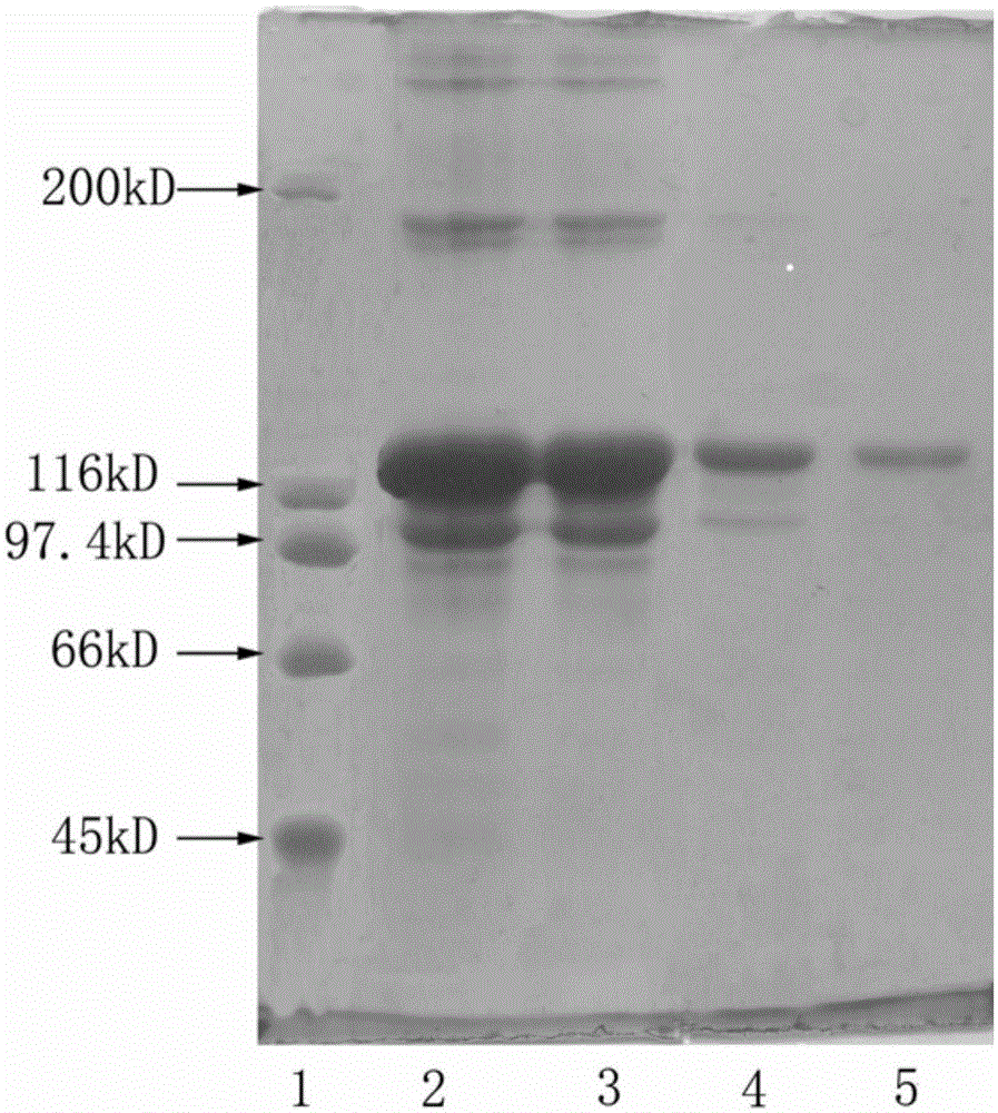 Method for extracting pure type II collagen from chicken cartilage
