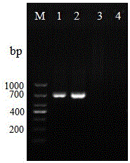 hmg1 Gene and Its Application in Molecular Detection of Microsporidium Bombyx mori