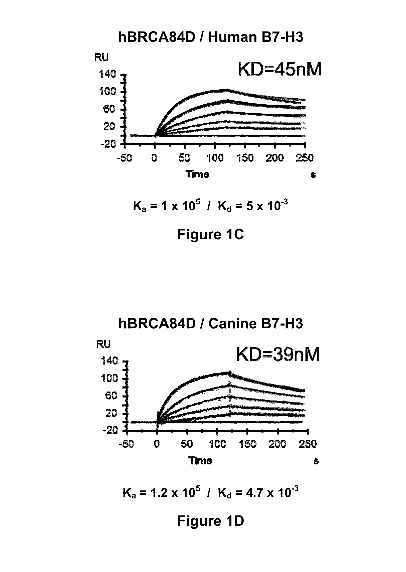 Bispecific Molecules That Are Immunoreactive with Immune Effector Cells of a Companion Animal That Express an Activating Receptor and Cells That Express B7-H3 and Uses Thereof