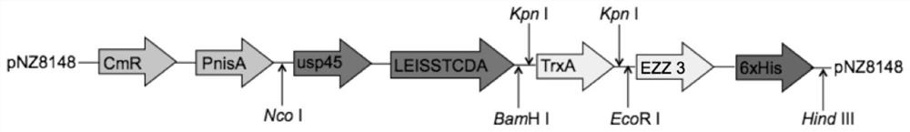 Recombinant Lactococcus lactis secreting and expressing pig-derived anti-enterotoxigenic Escherichia coli K88 pili single-chain antibody and its preparation method