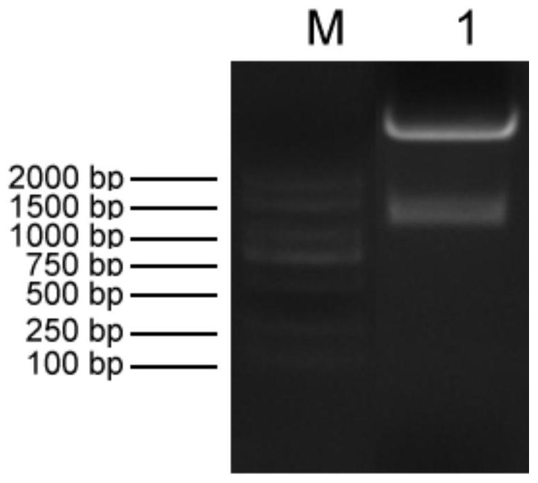 Recombinant Lactococcus lactis secreting and expressing pig-derived anti-enterotoxigenic Escherichia coli K88 pili single-chain antibody and its preparation method