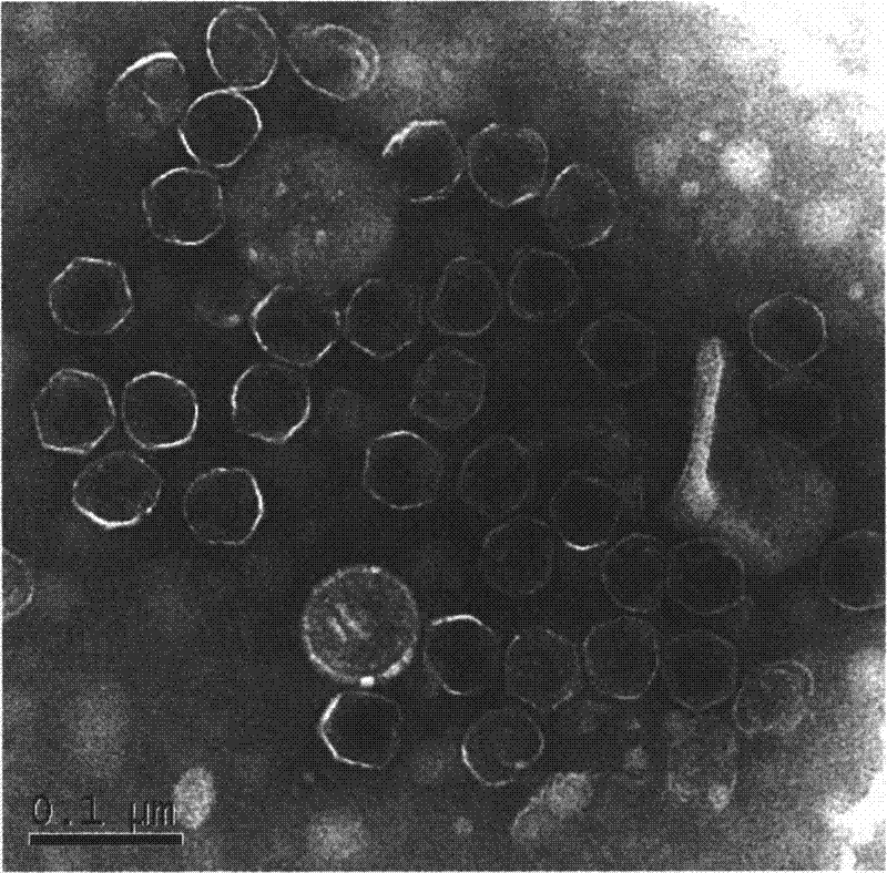 Preparation method of T4 bacteriophage supported precious metal nano-particle catalyst