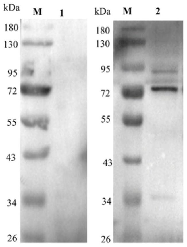 Application of mycoplasma bovis secretory protein MbovP274