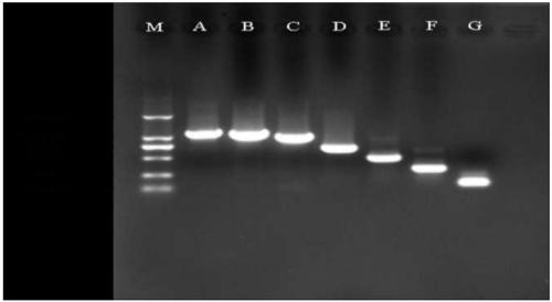A key response element of banana fruit granule-binding starch synthase gene promoter and its screening method