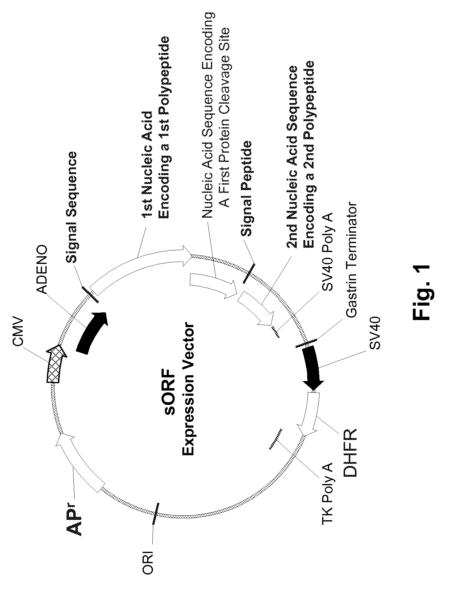Multiple Gene Expression including sORF Constructs and Methods with Polyproteins, Pro-Proteins, and Proteolysis