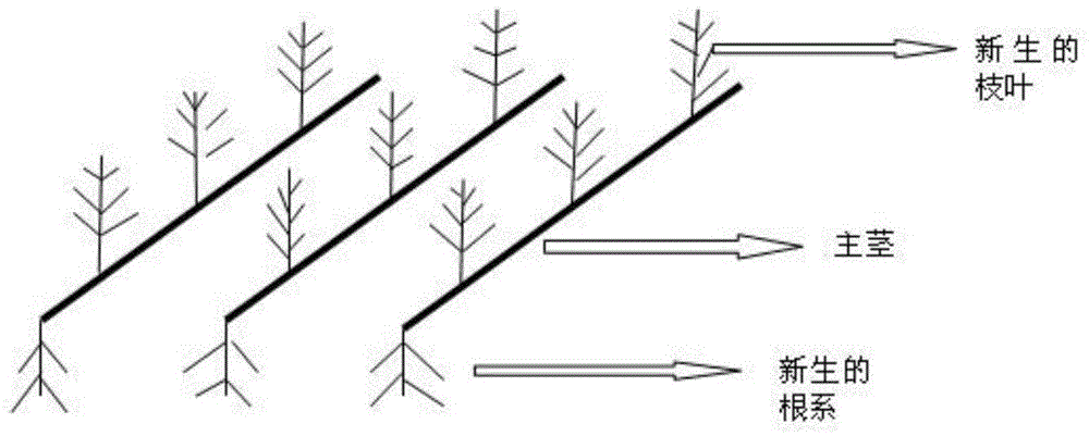 Method for improving branch and leaf yield of greater-leaf fast-growing cassia