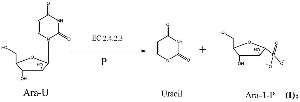 A method for enzymatically synthesizing vidarabine