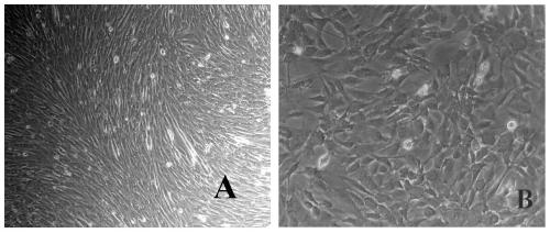 Cell clone with MyoG (myogenin) gene knock-in and MSTN (myostatin) gene knock-out prepared by Crispr/Cas9 technique