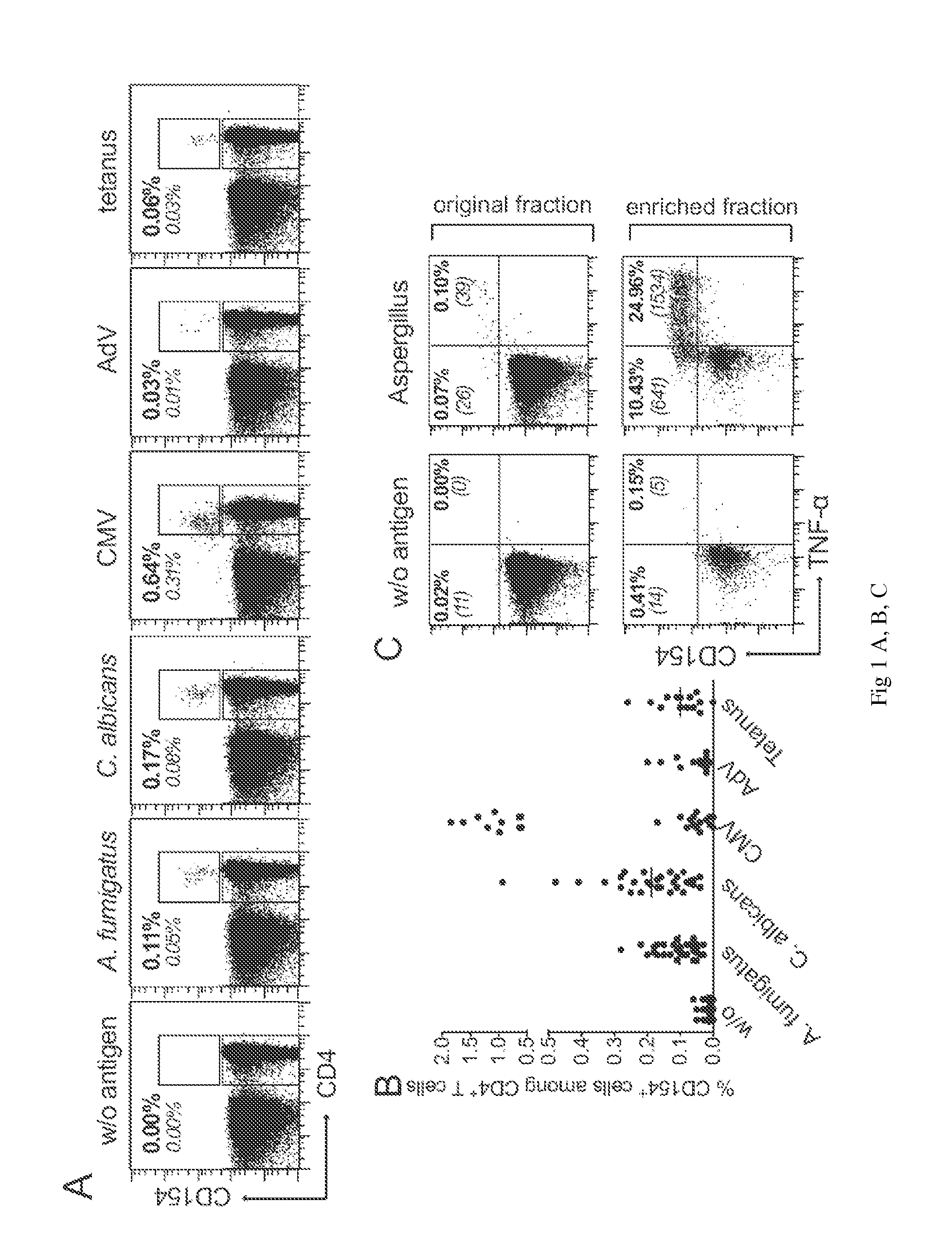 Method for the quantitative and qualitative characterization of antigen-specific t cells recognizing a specific antigen