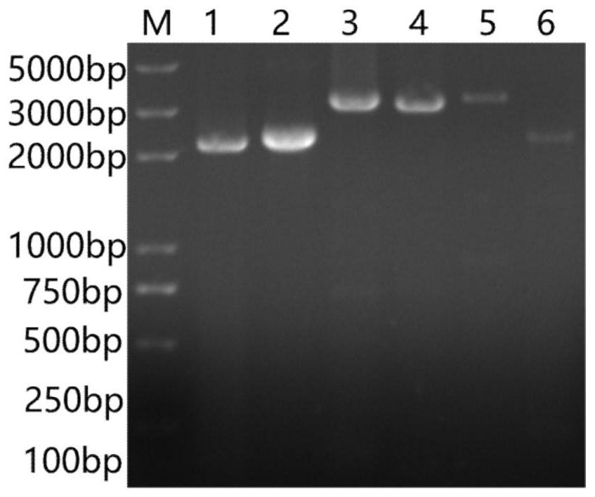 Pigeon paramyxo virus type 1 PPMV-1/BJ-C strain and application thereof