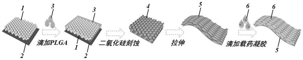 Preparation method of responsive drug carrier for spinal cord injury repair